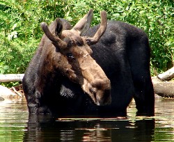 Wildlife